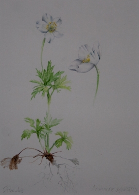 Anemone_sylvestris.jpg