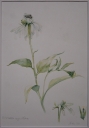 Echinacea_angustifolia_mit_Hummel.jpg
